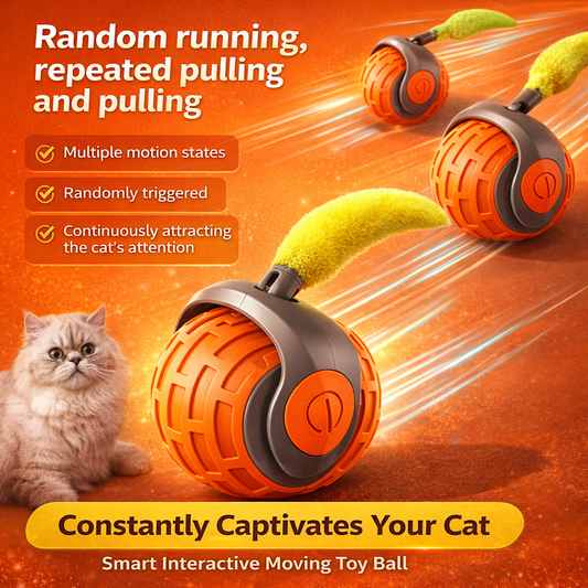 Keep Your Cat Busy for Hours — Even When You’re Not Home